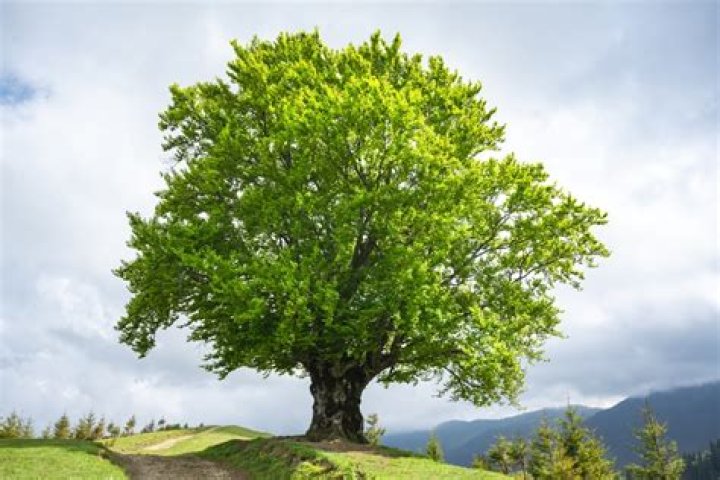 Are beech trees allelopathic?