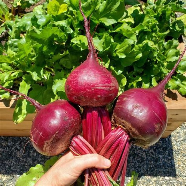 Are beet tops OK to eat?