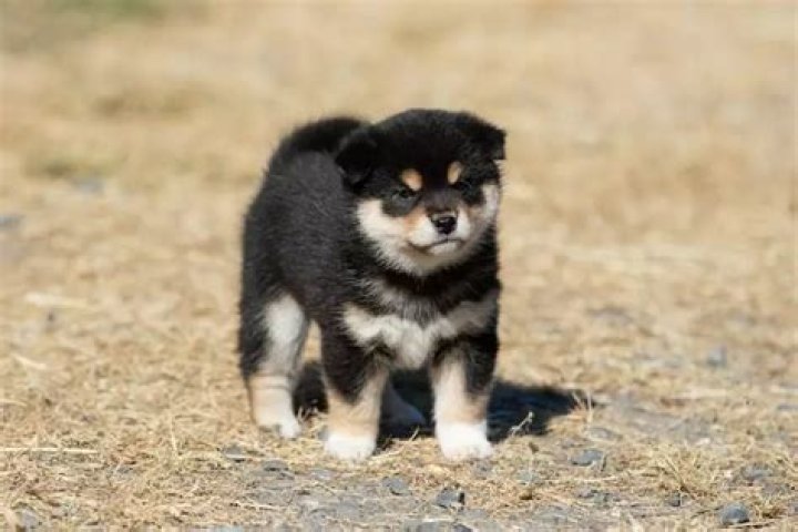 Are black Shibas rare?