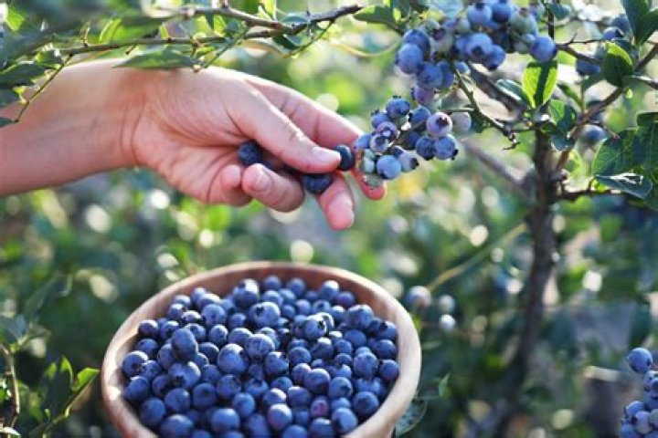 Are blueberries good for iron deficiency?