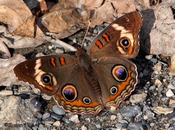 Are Buckeye butterflies endangered?