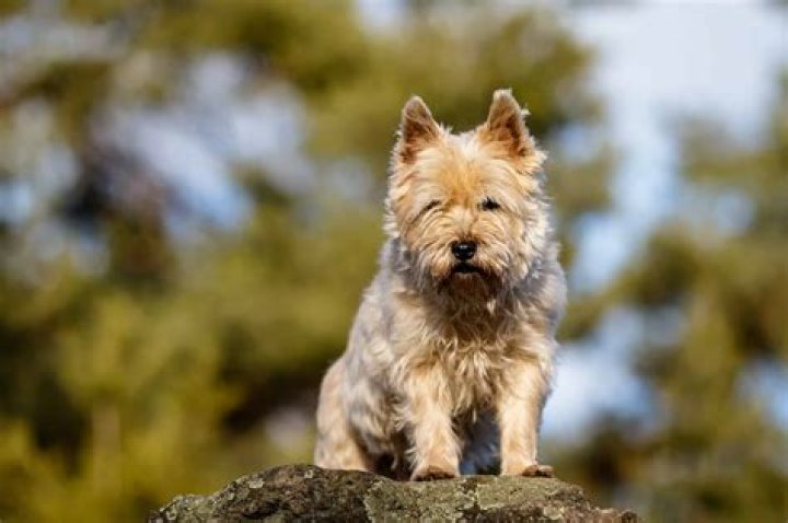 Are Cairn terriers hard to groom?