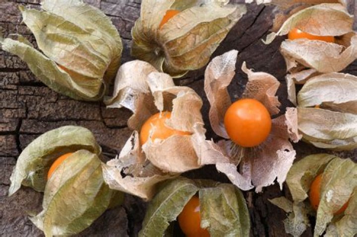 Are Cape gooseberry poisonous?