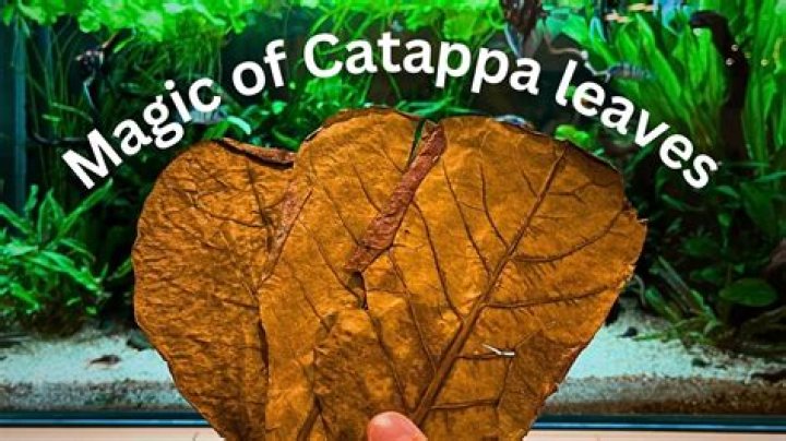 Are Catappa leaves good for bettas?