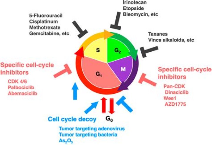 Are cytotoxic drugs cell cycle specific?