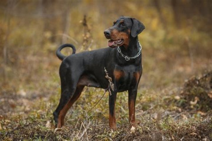 Are Dobermans biddable?
