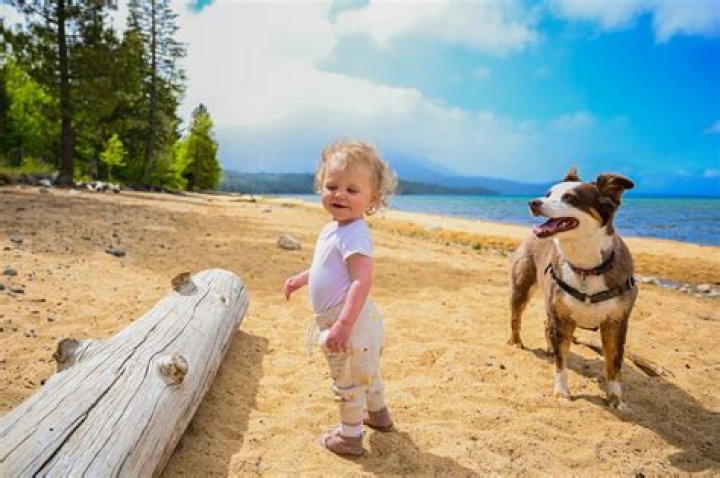 Are dogs allowed at Lake Tahoe?