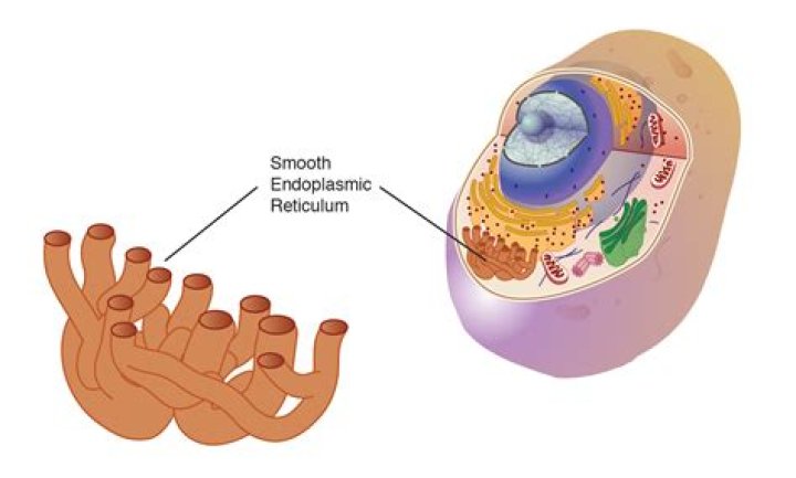 Are endoplasmic reticulum found in animal cells?