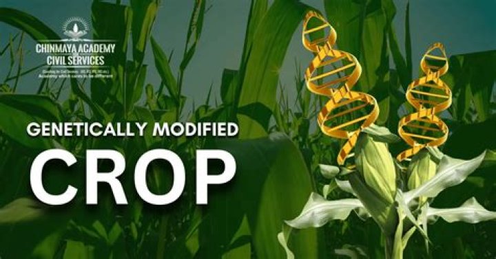 Are genetically modified foods good or bad?