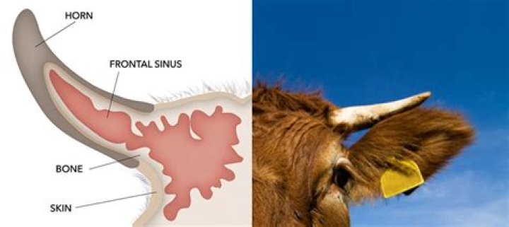 Are horns sensitive?