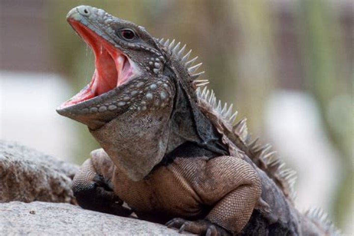 Are iguanas endangered?