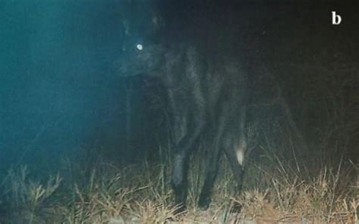 Are maned wolves actually wolves?
