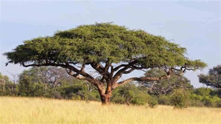 Are mulga acacia trees messy?