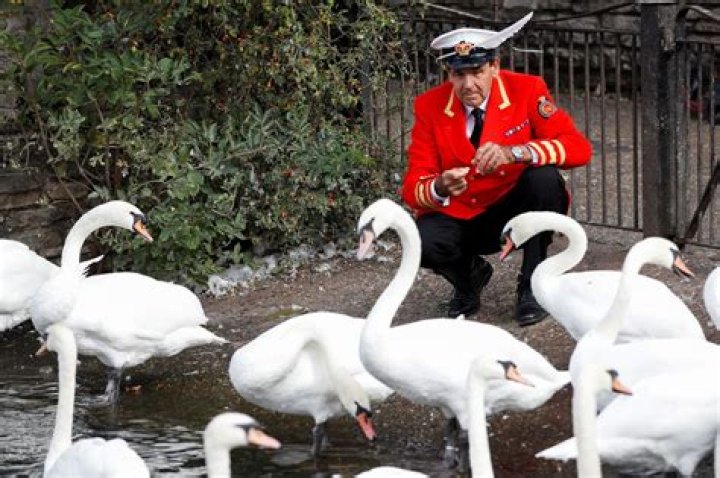 Are mute swans good eating?