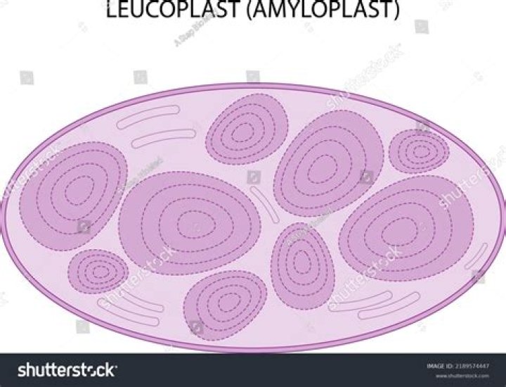Are potatoes Leucoplasts?
