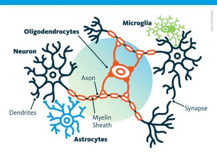 Are satellite cells myelinated?