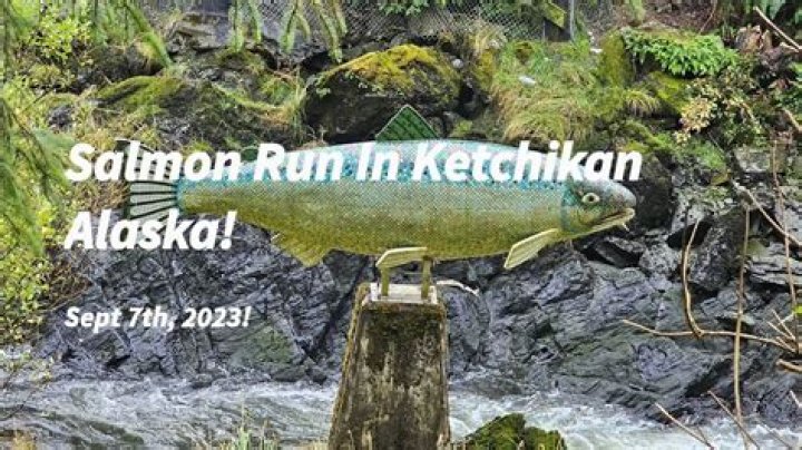 Are the salmon running in Algoma?