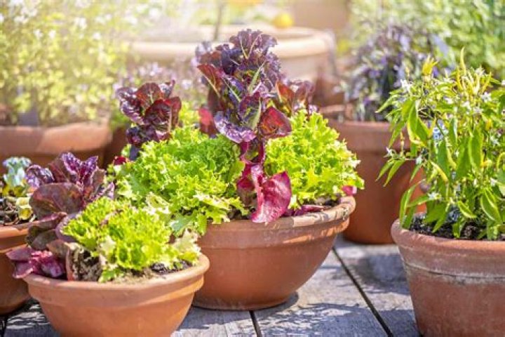Are there any vegetables that can grow without full sun?
