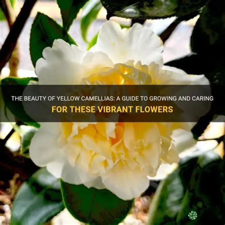 Are there any yellow camellias?
