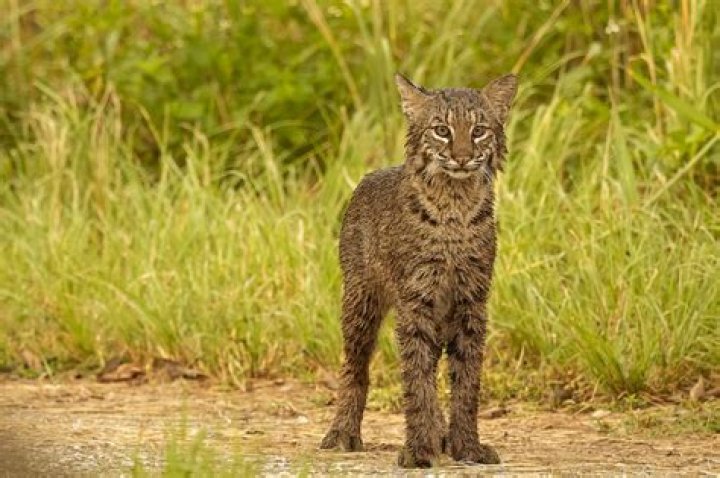 Are there big cats in Indiana?