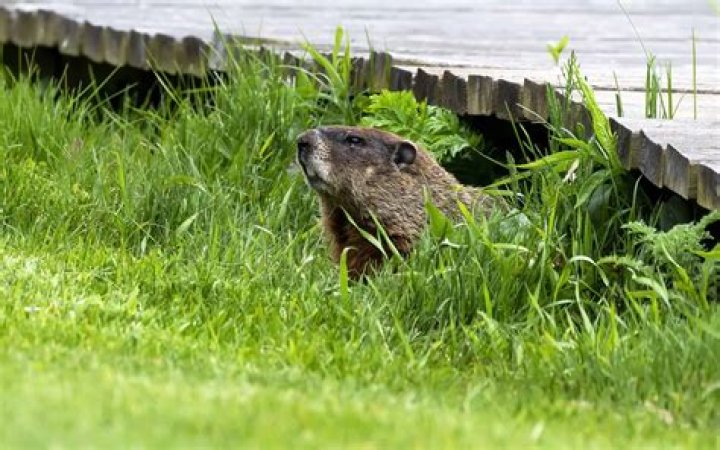 Are there woodchucks in Michigan?