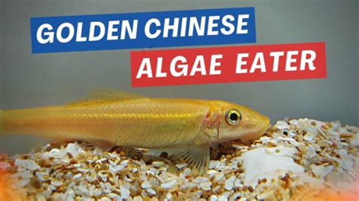 Can 2 Chinese algae eaters live together?
