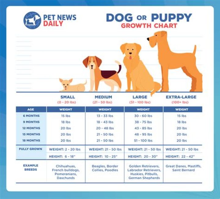 Can 2 month old puppy have rabies?