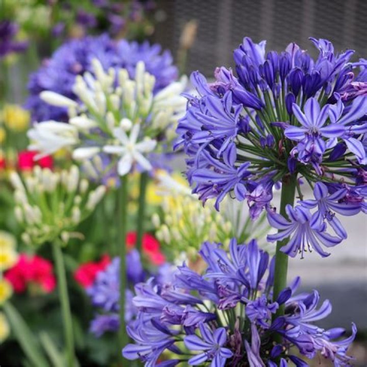 Can agapanthus make you sick?