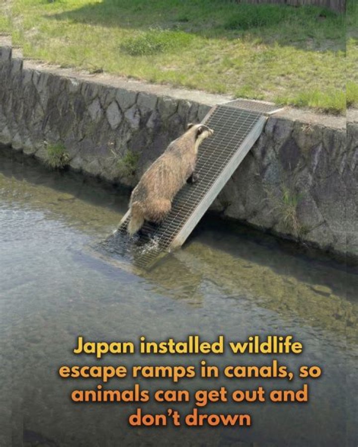 Can animals drown?