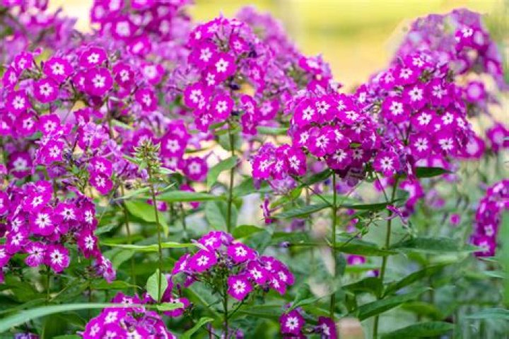 Can creeping phlox grow in Florida?
