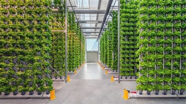Can herbs be grown in hydroponics?