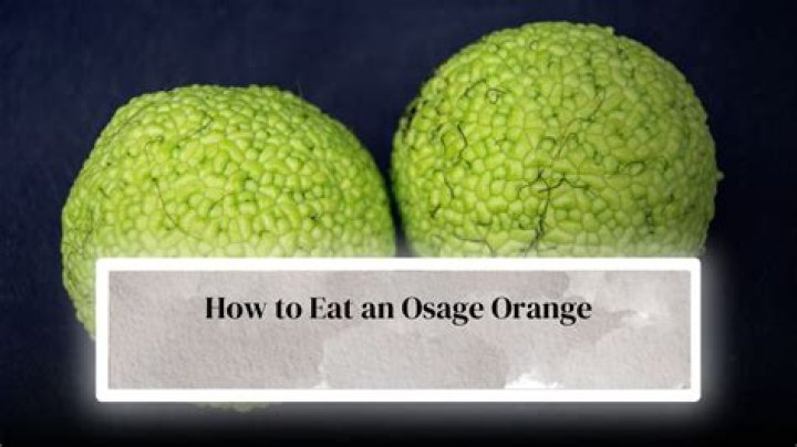 Can I eat an Osage orange?