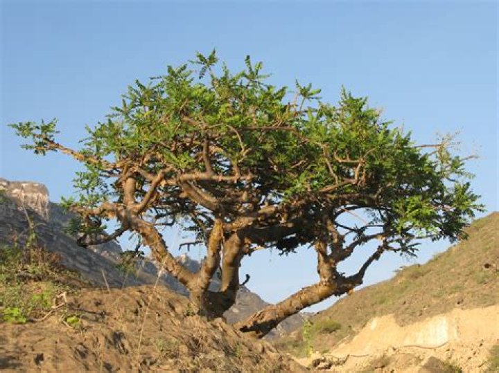 Can I grow Boswellia?