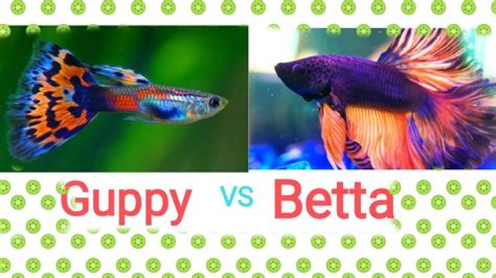 Can I mix betta fish with goldfish?
