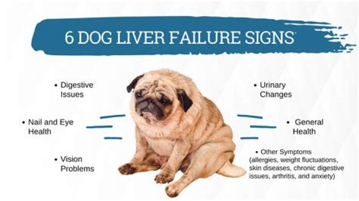 Can IBD cause liver problems in dogs?