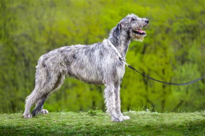 Can Irish Wolfhounds be aggressive?
