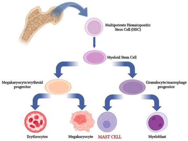 Can mast cells affect heart?
