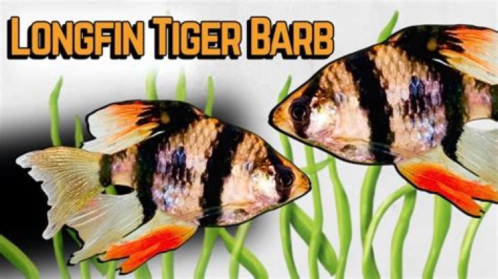 Can shrimp go with tiger barbs?