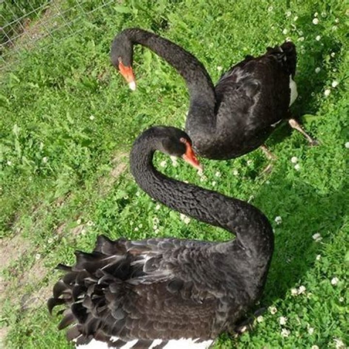 Can swans eat fruit?