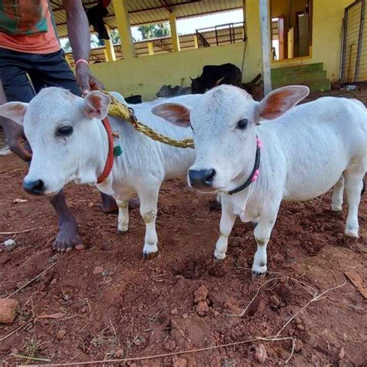 Can villagers breed cows?