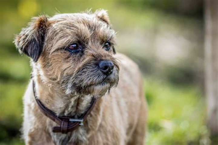 Can you cut border terriers hair?