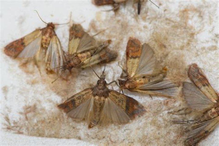 Can you eat a moth from a pantry?