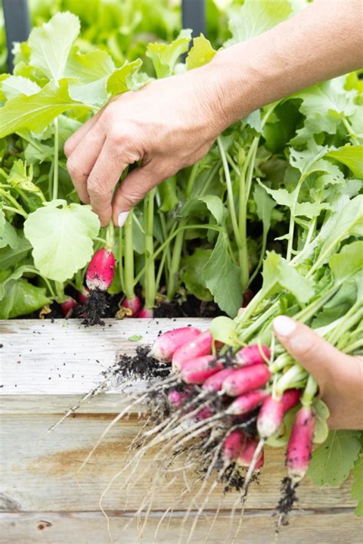 Can you grow radicchio in winter?