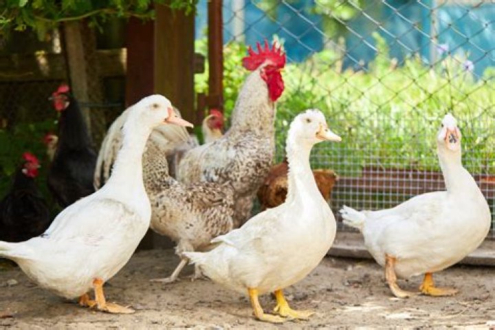 Can you own a chicken in Alberta?