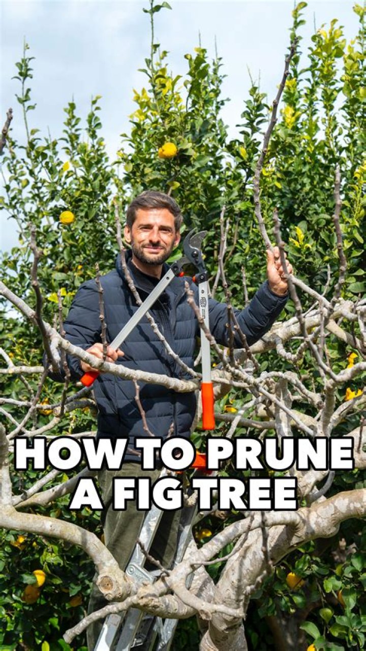 Can you prune Grevilleas hard?
