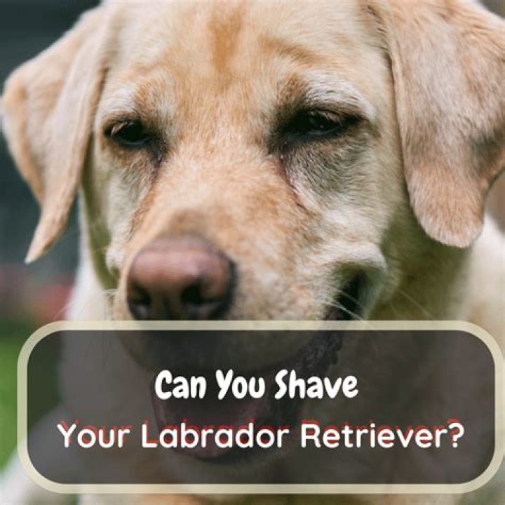 Can you shave on Lag B Omer?