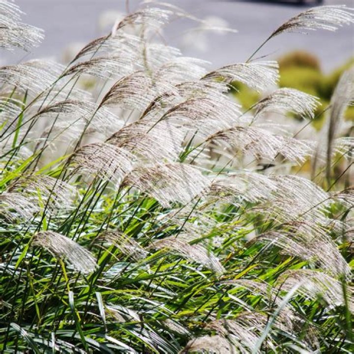 Can you split miscanthus grass?