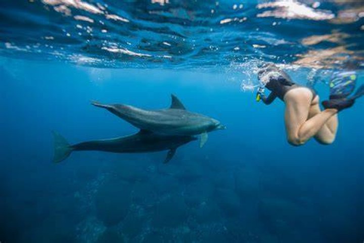 Can you swim with dolphins in Melbourne?