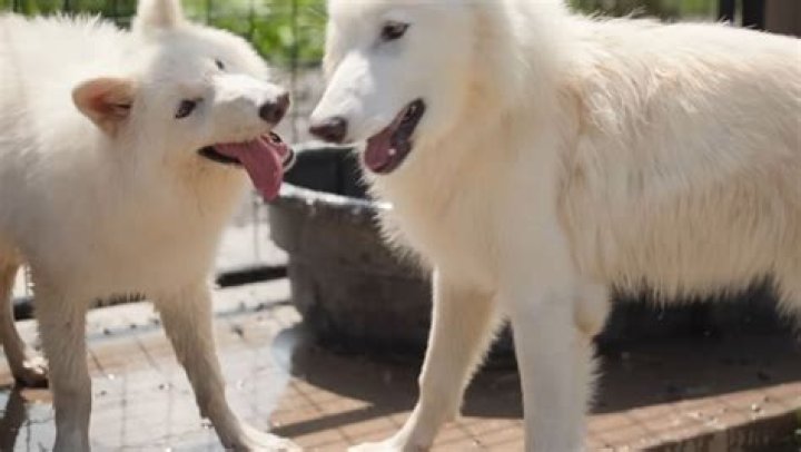 Could dire wolves still exist?