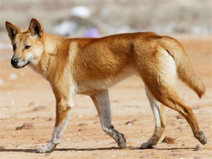 Did aboriginals take dingoes?